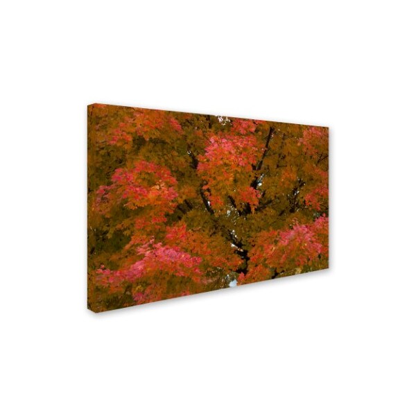 Kurt Shaffer 'Autum Maple Splendor' Canvas Art,30x47